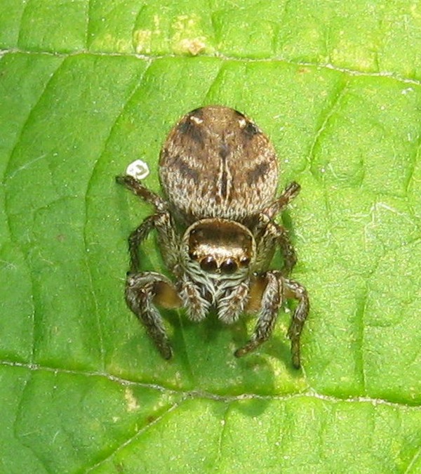 Evarcha arcuata